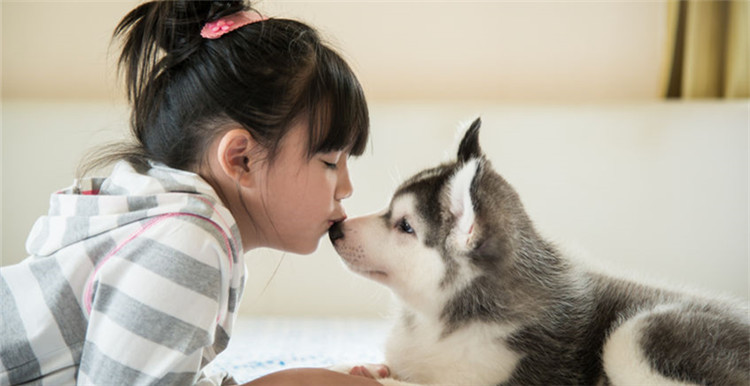 圣诞节给汪星人送礼，海外消费者都买啥？