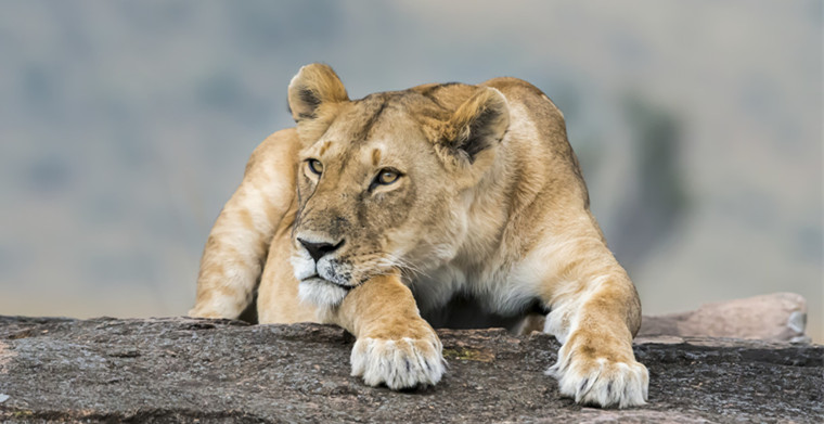 马云的“新江湖”非洲，对中小企业而言有机会吗？企业<strong></strong>