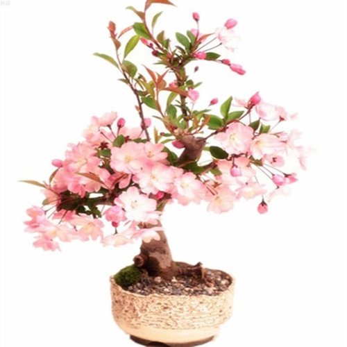 Tophatter平台上禁止出售的商品有哪些？