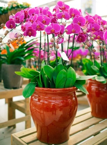 Tophatter平台上禁止出售的商品有哪些？