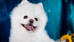 立即下架！BRISTLY 狗狗磨牙棒又出新案,批量賣家被告!【跨境侵權(quán)學(xué)堂】