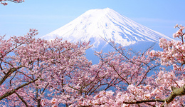 新年日本站第一波旺季!1.3亿人出行的樱花季,这些品类目测会爆!
