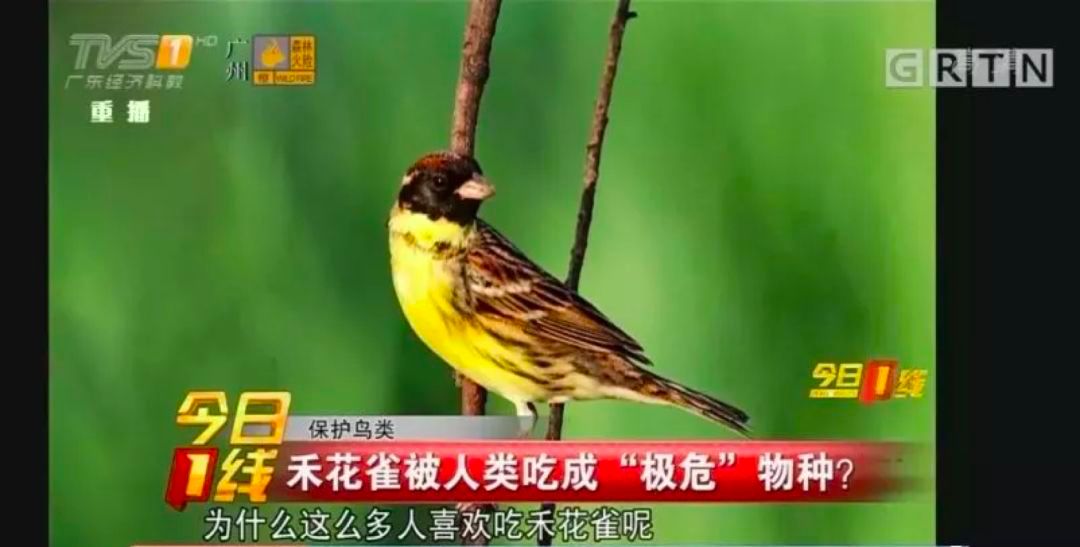 下线9千家店铺！终于，我国全面禁止非法野生动物交易