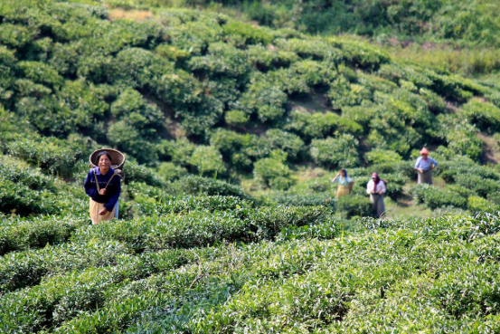 阿里5年2000亿美元进口再下一城，天猫国际