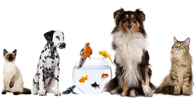 宠物品类持续“冲顶”，这几大爆款不容错过！