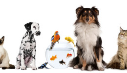 宠物品类持续“冲顶”，这几大爆款不容错过！