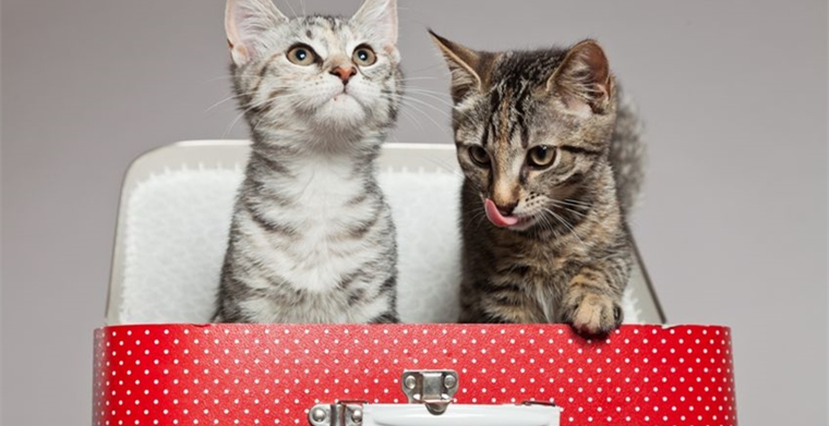 美国人今年宠物开支达990亿美元,美电商宠物类成新红海