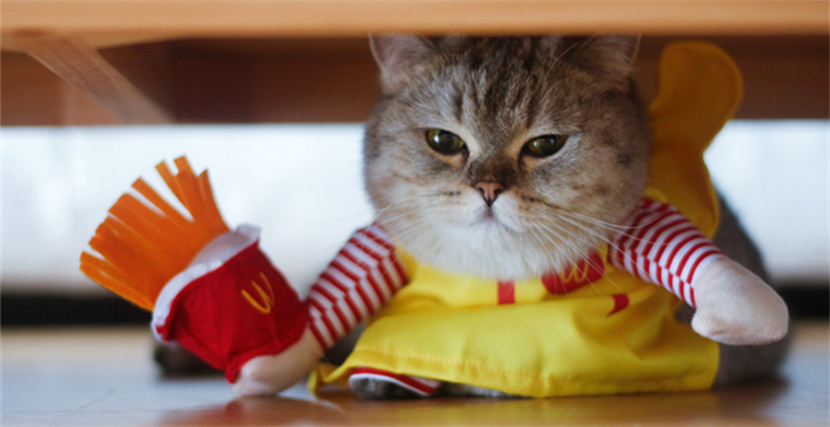 防侵权预警179：猫咪娱乐板在欧洲市场的外观专利情况