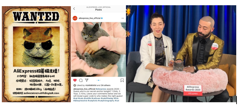 速卖通宠物用品销售额同比大涨70%，官方直播间招募“猫主播”带货