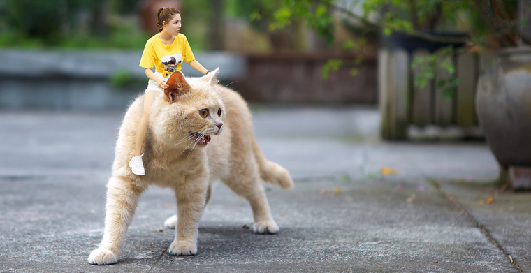 疫情下新商机：蜡烛和宠物面具在美国爆火