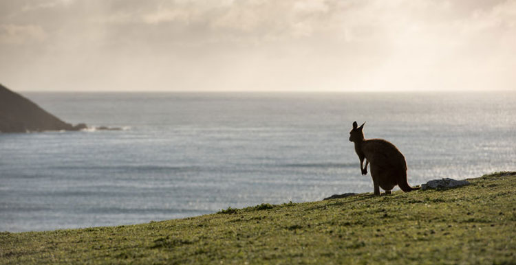 亚马逊澳洲站即将正式运营，各路电商大佬准备好了吗？