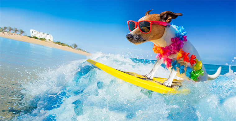 1 Best Seller-折叠式宠物踏板-美国专利侵权预警