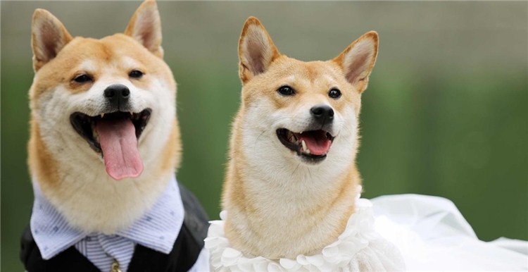 宠物经济爆火，大卖入局，中国卖家如何正确切入这一市场？