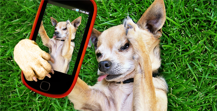 一上架就销量飙升,这款宠物修甲器在美亚站有外观专利,侵权预警239 一上架就销量飙升,这款宠物修甲器在美亚站有外观专利,侵权预警239