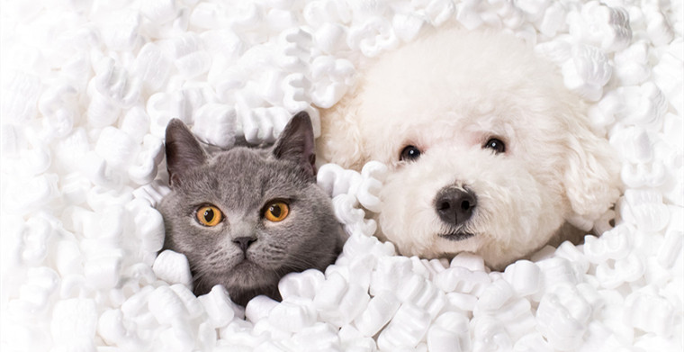 宠物电商市场,又一红榜选手即将出道